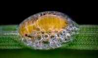 The stunning beauty of the small world under the microscope through Nikon Small World Photomicrography winning photos 2018