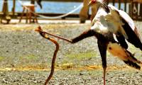 The ultimate snake surgery of the tall bird is called the 'Taekwondo killer'.