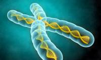 The variant of NKPD1 gene increases the risk of depression