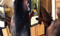 The video of a chimpanzee surfing Instagram is as mature as the one who surprised everyone