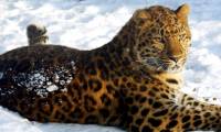 The world's 10 most endangered animals