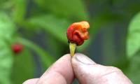 The world's most spicy chilli can kill people