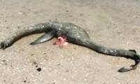 The wreck of marine life is like the Loch Ness monster floating on the coast of Georgia