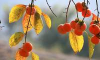 There are many types of anti-cancer fruits in Vietnam that few people pay attention to