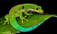Things you may not know about lizards