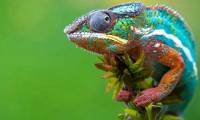 Three new species of geckos were discovered in Central Africa