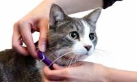 Tips to use your cat hack WiFi neighbors password