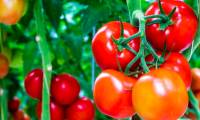 Tomato fruit and 11 surprisingly interesting facts that not everyone knows