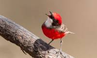 Top 10 most beautiful small birds in the world