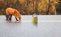 Top best VPN for Firefox