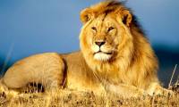 Top full HD lion wallpaper for computers