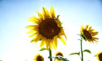 Toxic Positivity: Why Being Positive Could Be Bad Sometimes