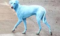 'Transfiguration' dogs turn green after drinking and bathing polluted river water in India
