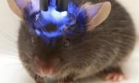 Transplanting a mini-human brain into mice causes concern about smart new hybrids and increasingly more human-like