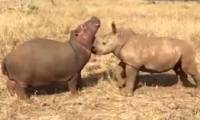 True strange story: Hippopotamus and orphan rhino have wonderful friendship in the reserve