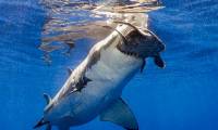 Turtles shake me to avoid the death of tiger sharks