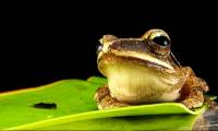 Two new frog species are named after legendary filmmaker Stanley Kubrick