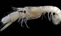 Two new species of shrimp are found in the Gulf of California cave