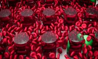 Two new types of blood cells were discovered