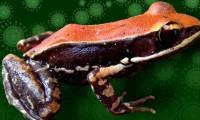Unbelievable story: Indian frog skin mucus kills the flu virus