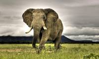 Unexpected facts about elephants, animals that communicate with sound waves