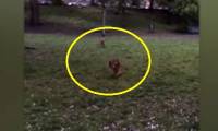 Unexpected story: Wild dogs and foxes recognize the same species, frolic like brothers