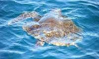 Unmanned aircraft help scientists monitor endangered sea turtles