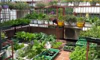 Use kitchen garbage to recycle into fertilizer for home vegetable garden