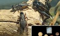 Vast variety of cages capturing ancient Chinese crickets: The wonderful artifacts of mankind