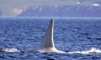 Very rare white killer whales found