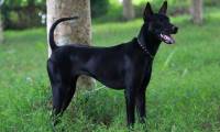 Vietnam owns one of the rarest and most expensive breeds in the world