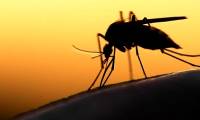 What color do mosquitoes like?  Lamp catch blue or yellow light better?