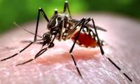 What happens if obnoxious mosquitoes disappear completely on Earth?