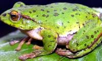 What horrible thing will happen to the Earth if the frogs become extinct?