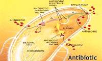 What is antibiotic resistance? Why is it dangerous?