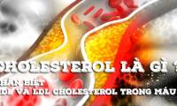 What is cholesterol? Distinguish good cholesterol and bad cholesterol in the body