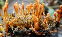 What is cordyceps?  Are animals or plants?