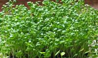 What kind of radish has? What is the use?