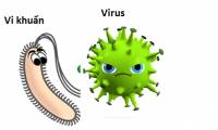 What other viruses are bacteria?  Why antibiotics cannot treat viral illness?