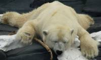 White polar bears die because of love loss that many people suffer