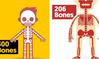 Why do adult bodies have 206 bones but babies have 300?