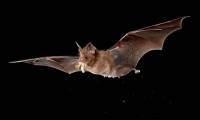 Why do bats harbor many viruses in themselves and survive?