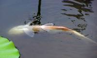 Why do dead fish face up on their stomachs floating on the water?