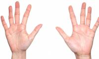 Why do human hands have 5 fingers?