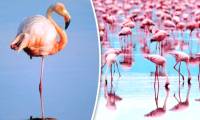 Why does the flamingos stand on one leg forever but don't feel tired?