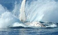 Why humpback whales or attack killer whales to protect other animals? Here is the answer