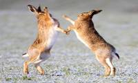 Wild rabbits fight like martial artists to 'recruit husbands'