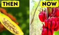 You are curious, how the ancestors of today's vegetables are shaped