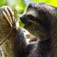 Photo of 10 animals slowest in the natural world