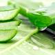 Photo of 10 great benefits of aloe vera you may not know yet